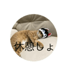 仲良し猫家族2（個別スタンプ：10）