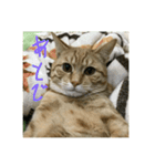 仲良し猫家族2（個別スタンプ：12）