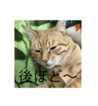 仲良し猫家族2（個別スタンプ：13）