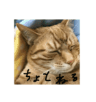 仲良し猫家族2（個別スタンプ：14）