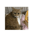 仲良し猫家族2（個別スタンプ：15）