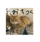 仲良し猫家族2（個別スタンプ：16）