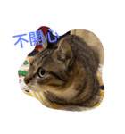 BCate（個別スタンプ：1）