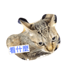 BCate（個別スタンプ：2）