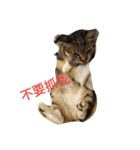 BCate（個別スタンプ：3）