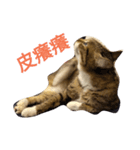 BCate（個別スタンプ：5）