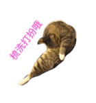 BCate（個別スタンプ：6）