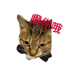 BCate（個別スタンプ：7）