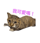 BCate（個別スタンプ：8）