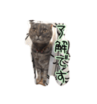 スコティッシュのココちゃん（個別スタンプ：1）