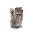 スコティッシュのココちゃん（個別スタンプ：5）