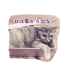 スコティッシュのココちゃん（個別スタンプ：8）