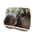 スコティッシュのココちゃん（個別スタンプ：9）