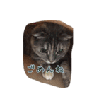 スコティッシュのココちゃん（個別スタンプ：10）