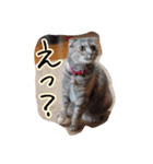 スコティッシュのココちゃん（個別スタンプ：13）