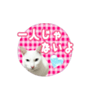 しろねこの優しい言葉（個別スタンプ：2）