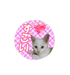 しろねこの優しい言葉（個別スタンプ：24）