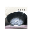 むんちゃん（個別スタンプ：3）