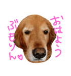 mjimanji（個別スタンプ：1）