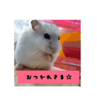 Hamsterみーちゃん（個別スタンプ：5）