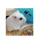 Hamsterみーちゃん（個別スタンプ：15）