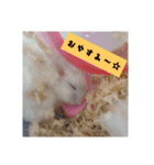 Hamsterみーちゃん（個別スタンプ：16）