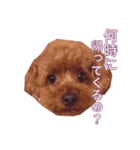 noel ！！！！！！（個別スタンプ：16）