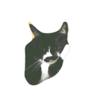fatcat wish（個別スタンプ：1）