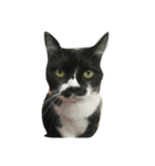 fatcat wish（個別スタンプ：2）