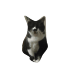 fatcat wish（個別スタンプ：3）