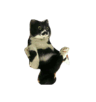 fatcat wish（個別スタンプ：6）