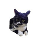 fatcat wish（個別スタンプ：8）