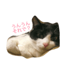 千代錦（個別スタンプ：1）