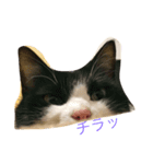 千代錦（個別スタンプ：2）