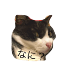 千代錦（個別スタンプ：3）