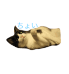 千代錦（個別スタンプ：4）