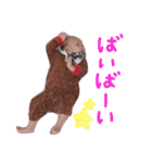 y__stamp（個別スタンプ：34）