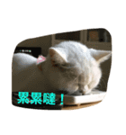 Three small meow（個別スタンプ：1）
