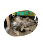 Three small meow（個別スタンプ：2）
