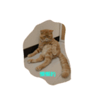 Three small meow（個別スタンプ：3）