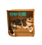 Three small meow（個別スタンプ：4）