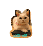 Three small meow（個別スタンプ：5）