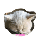 Three small meow（個別スタンプ：7）