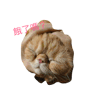 Three small meow（個別スタンプ：8）