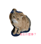 Three small meow（個別スタンプ：10）