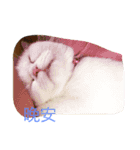 Three small meow（個別スタンプ：11）
