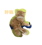 Three small meow（個別スタンプ：12）