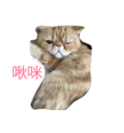 Three small meow（個別スタンプ：13）
