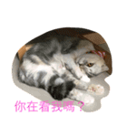 Three small meow（個別スタンプ：14）