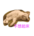 Three small meow（個別スタンプ：15）